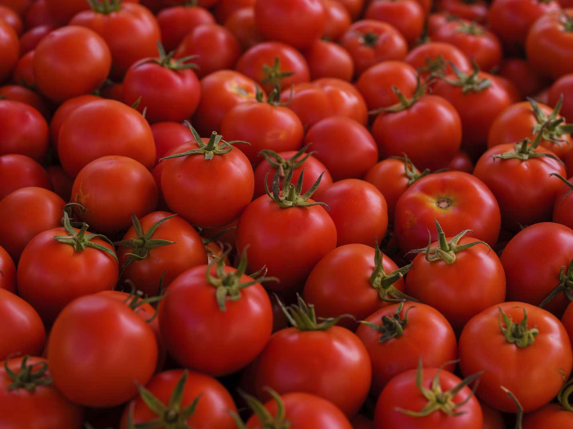 Harnessing the Power of Herbs: A Guide to Natural Wellness